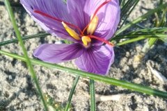 Saffron plant, Zapponeta (Foggia), South of Italy. Photo by Dr. Grazia D'Onofrio.