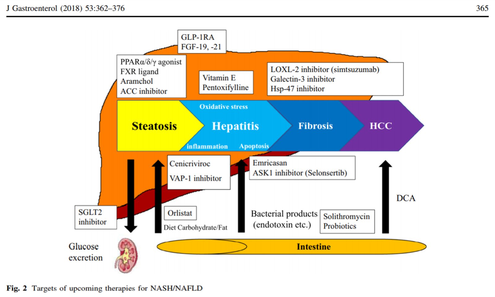 current-and-future-pharmacological-therapies-for-nafld-nash