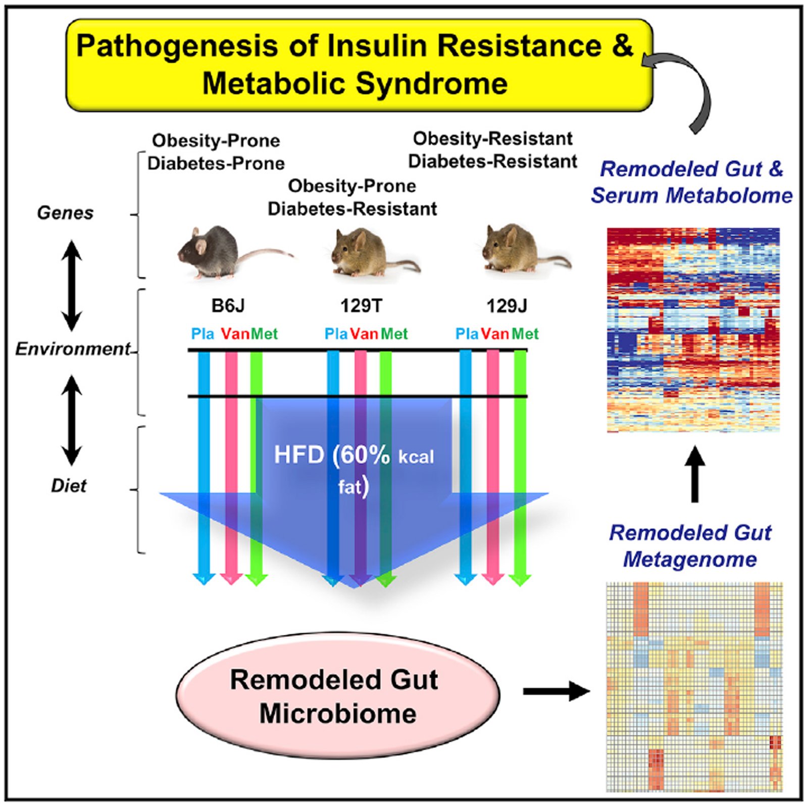 Diet Genetics and the Gut Microbiome Drive Dynamic Changes in Plasma Metabolites