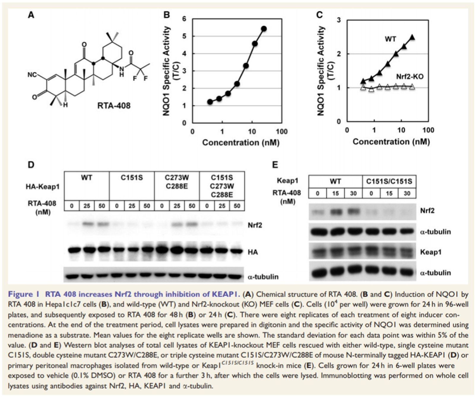 rta 408, status epilepticus, KEAP1 inhibition is neuroprotective and suppresses the development of epilepsy