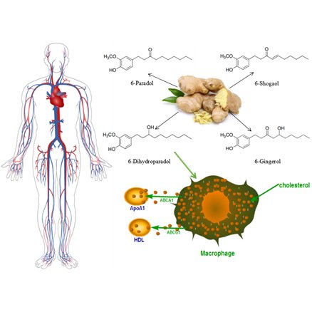Possible antiatherogenic effects of the commonly used spice and flavoring agent, ginger