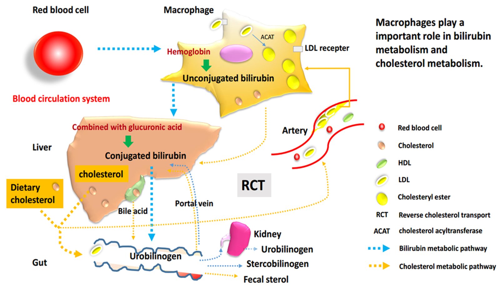 Macrophages essential cells for bilirubin metabolism and reverse transport of cholesterol with relevance for cardiovascular disease