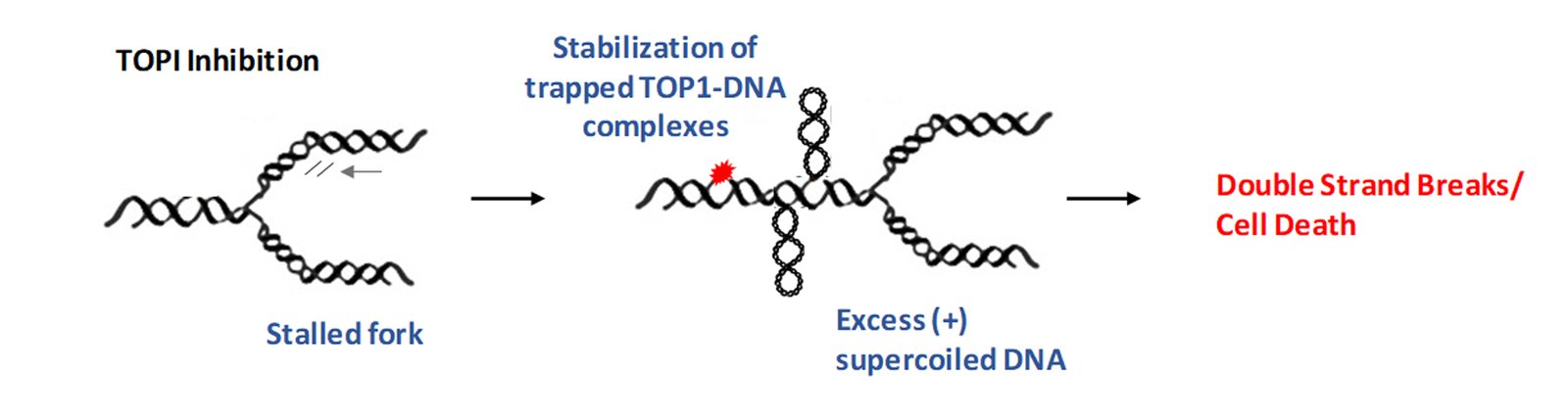 HMGA2 master regulator of replication stress