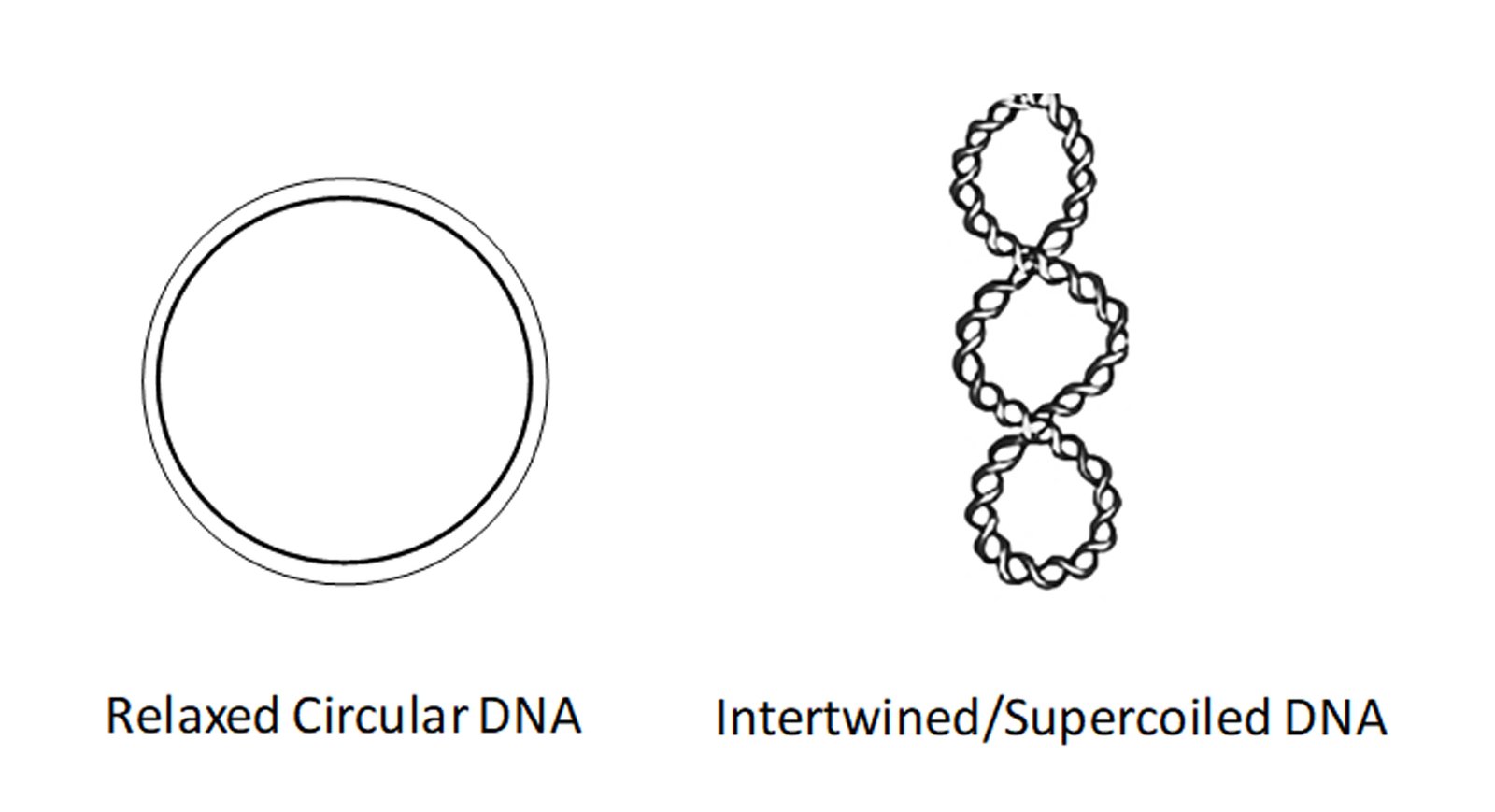 Relaxed circular or intertwined supercoiled DNA