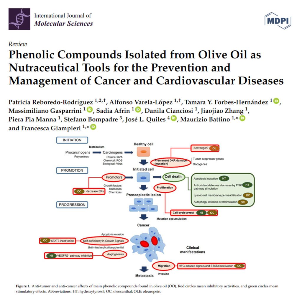 Phenolic Compounds Isolated from Olive Oil as Nutraceutical Tools for the Prevention and Management of Cancer and Cardiovascular Diseases