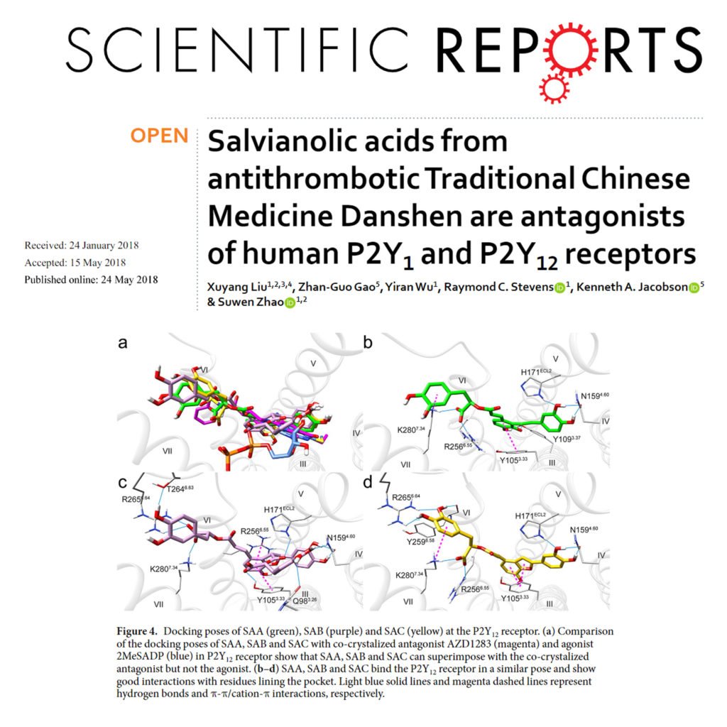 Salvianolic acids from antithrombotic Traditional Chinese Medicine Danshen are antagonists of human P2Y(1) and P2Y(12) receptors