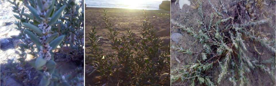 Polygonum maritimum (L.) (Polygonaceae)- Ourdania beach (Ain Temouchent- west Algeria)- taken by PhD. EL HACI Imad Abdelhamid