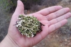 Lichens of the Eastern Morocco, Oujda, Morocco. Photo by Dr. Khalid El Bairi ©.