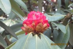 Rhododendron arboreum flower. Photo by Devesh Tewari.