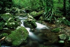 Tropical rainforest, Queensland, Australia. Photo by Dr. Rohan Davis.