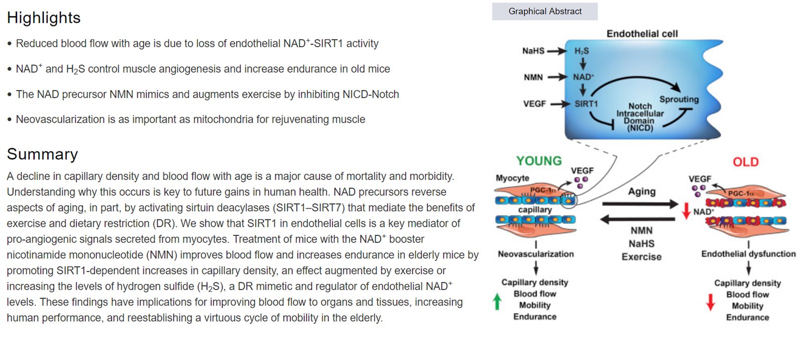 Impairment of an Endothelial NAD H2S Signaling Network Is a Reversible Cause of Vascular Aging