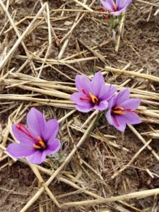 Saffron plant, Zapponeta (Foggia), South of Italy. Photo by Dr. Grazia D'Onofrio.