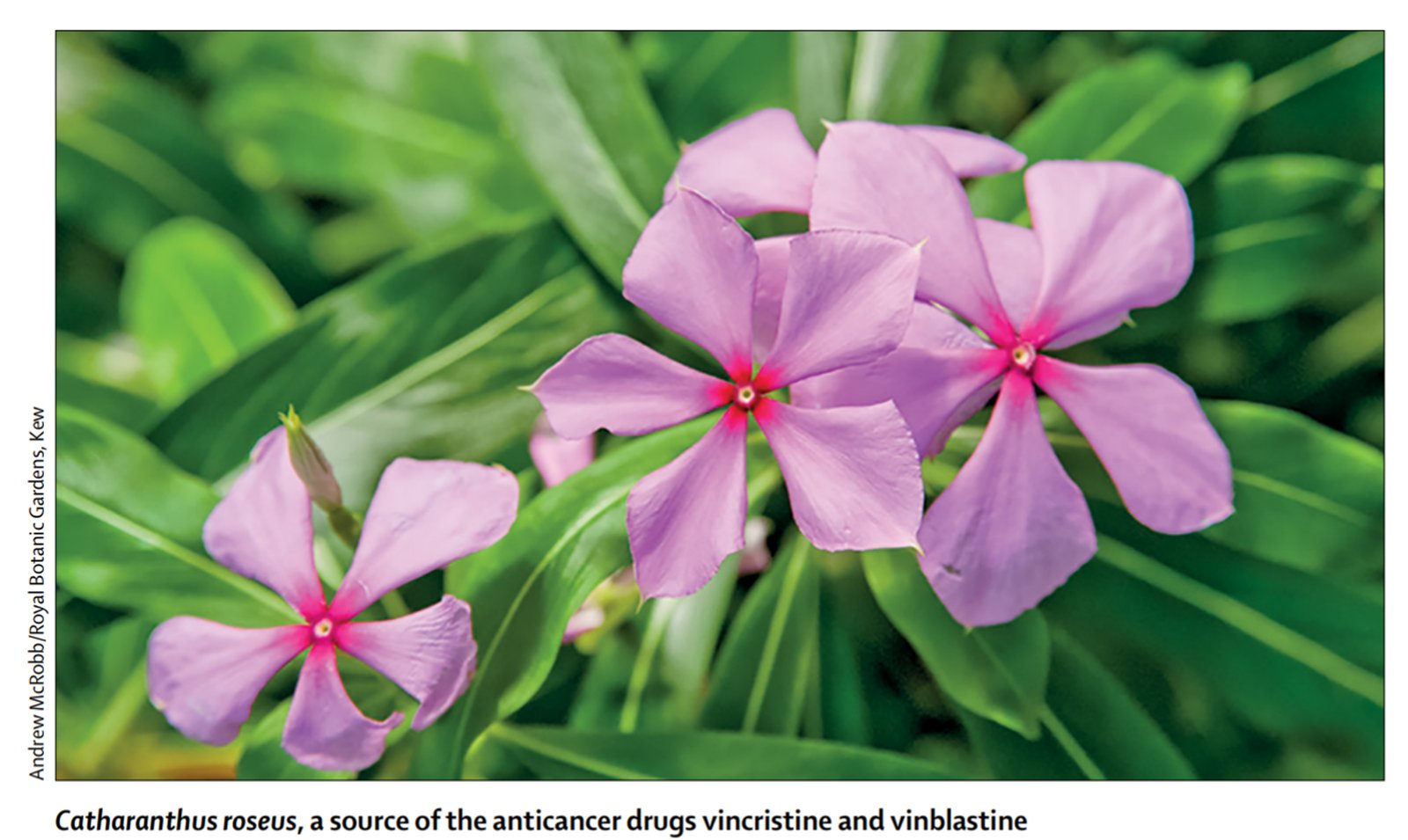The evolution of anticancer drug discovery from plants