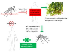 Malaria eradication The untapped natural products goldmine