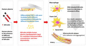 Bilirubin and ABCA1 and their interaction in macrophage cholesterol efflux in the context of cardiovascular disease