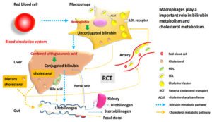 Macrophages essential cells for bilirubin metabolism and reverse transport of cholesterol with relevance for cardiovascular disease