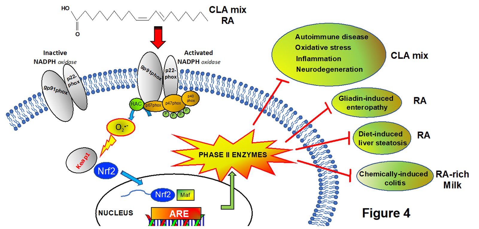 Adaptive response and cytoprotective properties of Conjugated linoleic acid CLA and Rumenic Acid RA