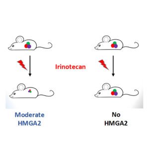 Irinotecan anticancer action dependent on HMGA2