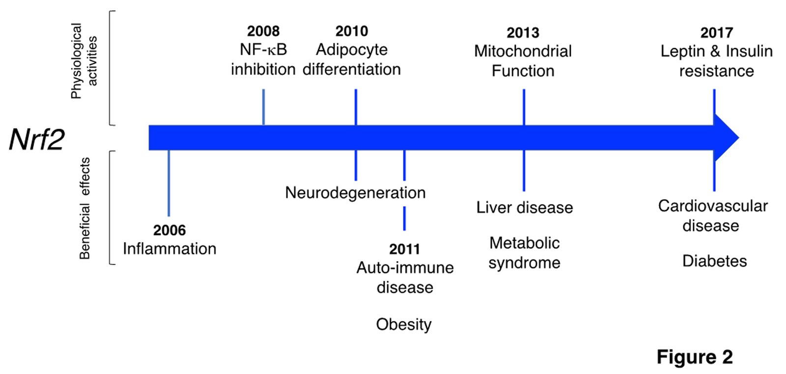 Nrf2 physiological mechanisms