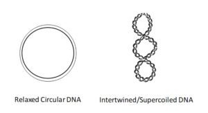 Relaxed circular or intertwined supercoiled DNA