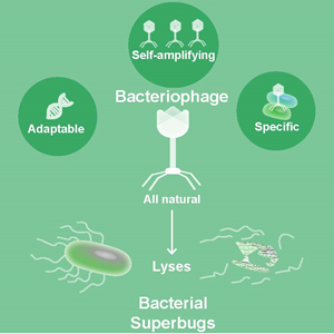 Phages have several advantages over antibiotics as treatments for bacterial ‘superbugs.’ Courtesy of Sabrina Green, Maresso lab.