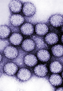 Rotavirus particles/CDC