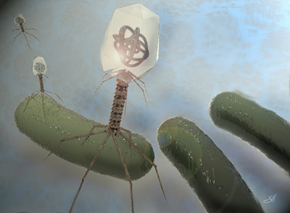 Bacteriophages can infect and kill antibiotic-resistant bacteria. Courtesy of Scott Holmes