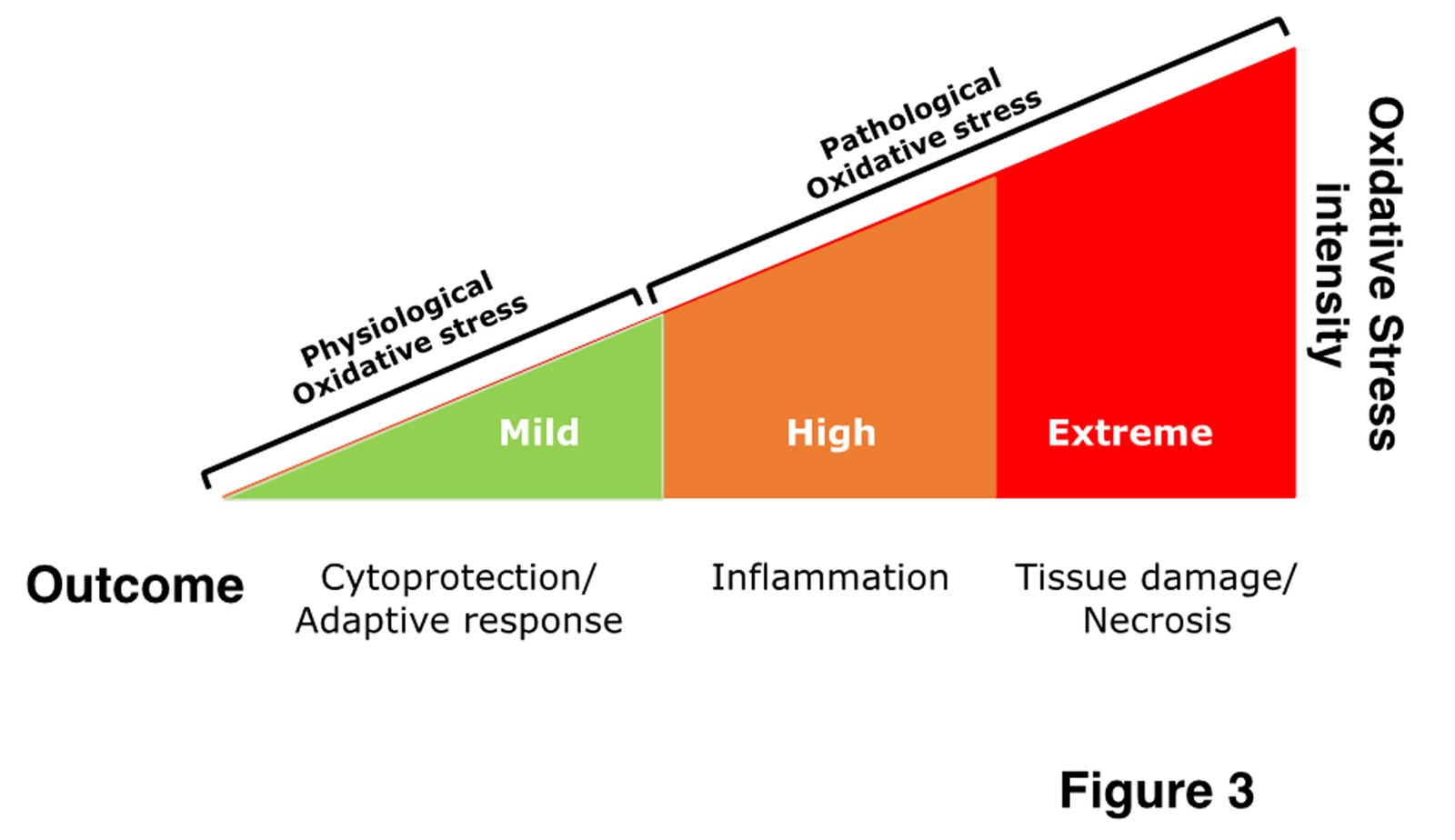 oxidative stress and defensive mechanisms