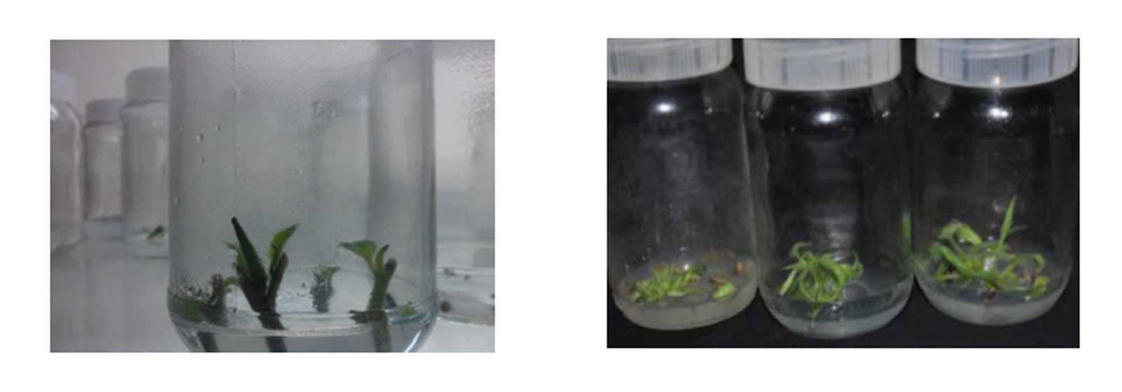 Figure 2: Cultured Plantlets of Lantana camara and Datura inoxia