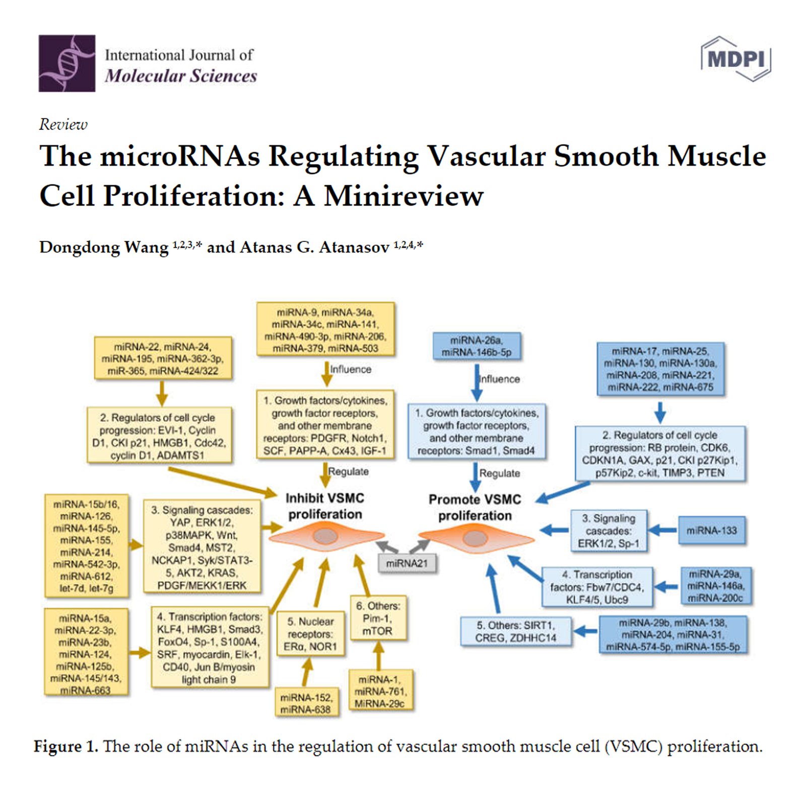 The microRNAs Regulating Vascular Smooth Muscle Cell Proliferation: A Minireview