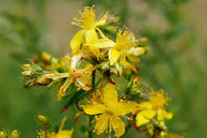 Figure 2. Hypericum perforatum  (http://en.wikipedia.org/wikipedia.org/wiki/Hypericum_perforatum)