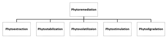 Figure 1: Mechanism of Phytoremediation