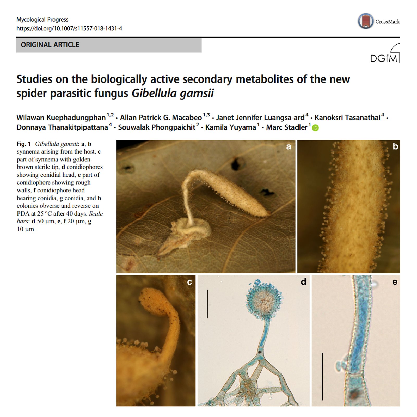 Studies on the biologically active secondary metabolites of the new spider parasitic fungus Gibellula gamsii