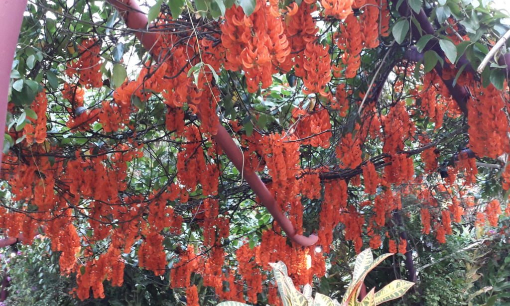 Natural products and their applications International Natural Product