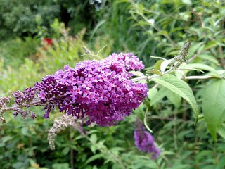 Linda Lu S Comments Butterfly Bush Buddleia For The Backyard Garden